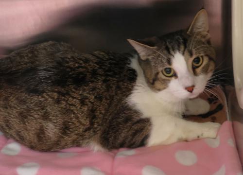 Everett, Adult Domestic Short Hair / Mixed, cat for adoption in Grand Forks, North Dakota