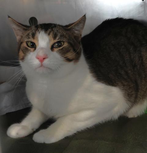Egg, Adult Domestic Short Hair / Mixed, cat for adoption in Grand Forks, North Dakota