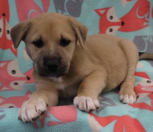 Avo, an adoptable Labrador Retriever in Thief River Falls, MN