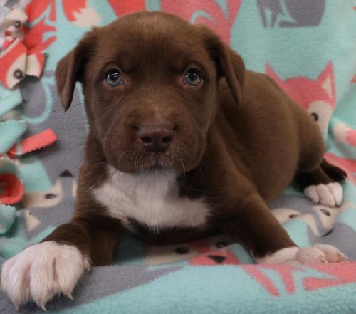 Aki, an adoptable Labrador Retriever in Thief River Falls, MN