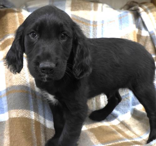 Nigel, an adoptable Golden Retriever in Thief River Falls, MN