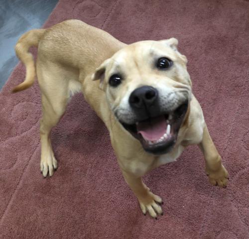 Bubba, an adoptable Labrador Retriever in Thief River Falls, MN