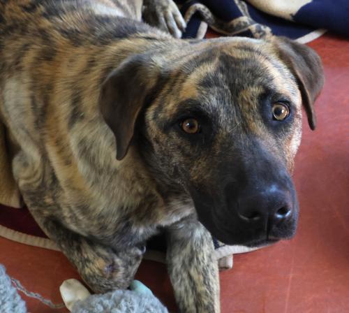 Tig, an adoptable German Shepherd Dog in Thief River Falls, MN