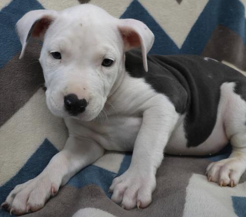 Pablo, an adoptable Staffordshire Bull Terrier in Thief River Falls, MN