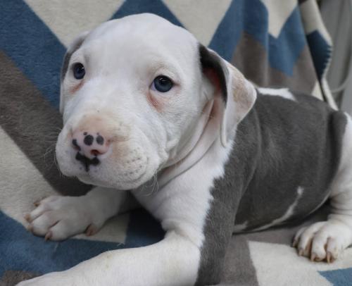 Pip, an adoptable Staffordshire Bull Terrier in Thief River Falls, MN