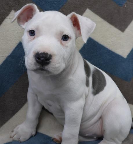 Pixie, an adoptable Staffordshire Bull Terrier in Thief River Falls, MN