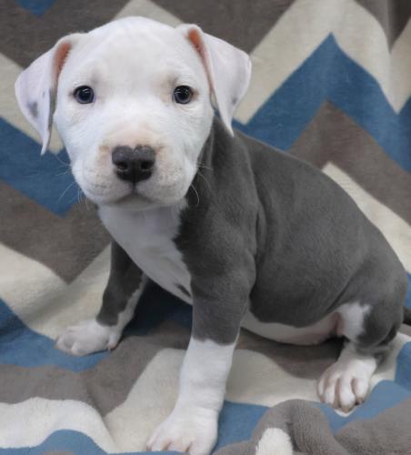 Patch, an adoptable Staffordshire Bull Terrier in Thief River Falls, MN
