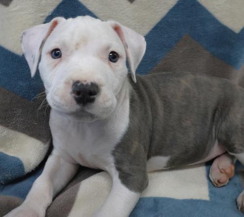 Pogo, an adoptable Staffordshire Bull Terrier in Thief River Falls, MN
