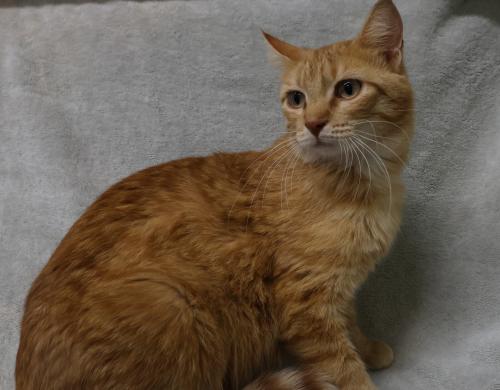 Leelee, an adoptable Domestic Short Hair in Thief River Falls, MN