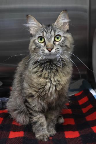 Lala, Adult Domestic Medium Hair / Mixed, cat for adoption in Thief River Falls, Minnesota