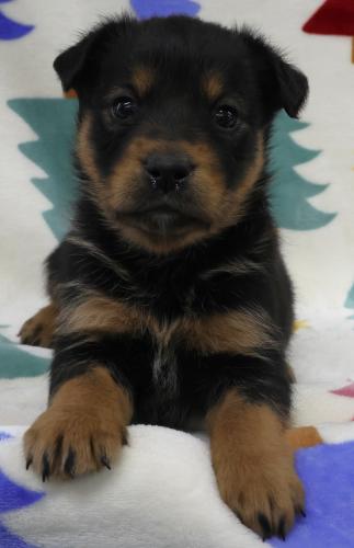 Lexiee, an adoptable Shepherd in Thief River Falls, MN