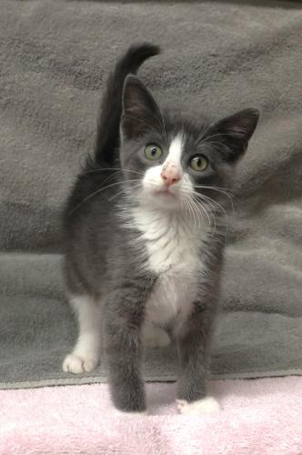 Worm, an adoptable Domestic Short Hair in Thief River Falls, MN