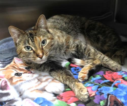 Cobalt, an adoptable Domestic Short Hair in Thief River Falls, MN