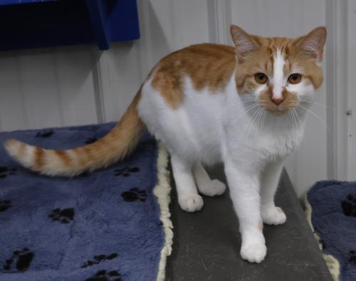 Pie, Adult Domestic Short Hair / Mixed, cat for adoption in Grand Forks, North Dakota
