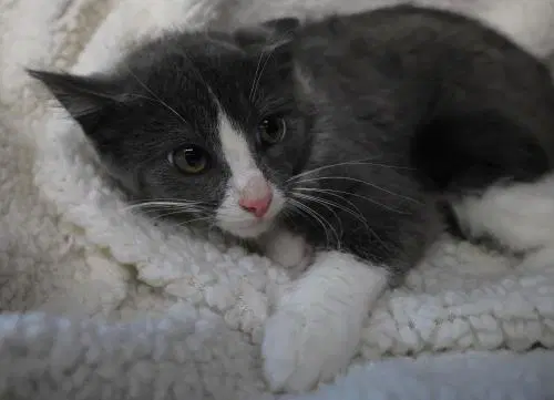 Bessie - Domestic Short Hair