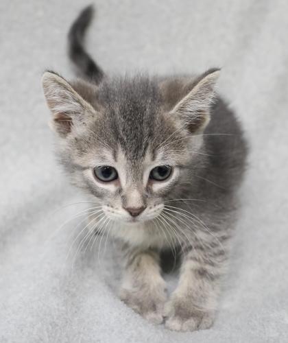 Bug, an adoptable Domestic Short Hair in Thief River Falls, MN