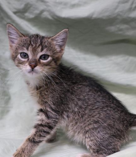 Purrnut, an adoptable Domestic Short Hair in Thief River Falls, MN