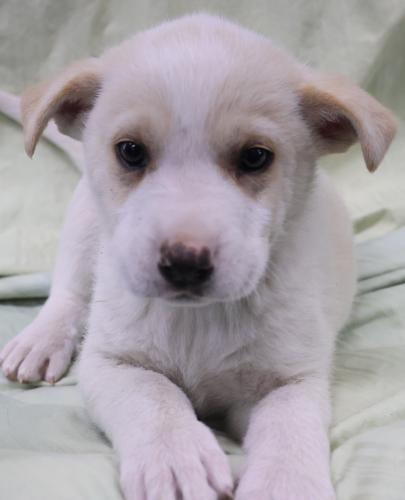 Winnie, an adoptable Shepherd in Thief River Falls, MN
