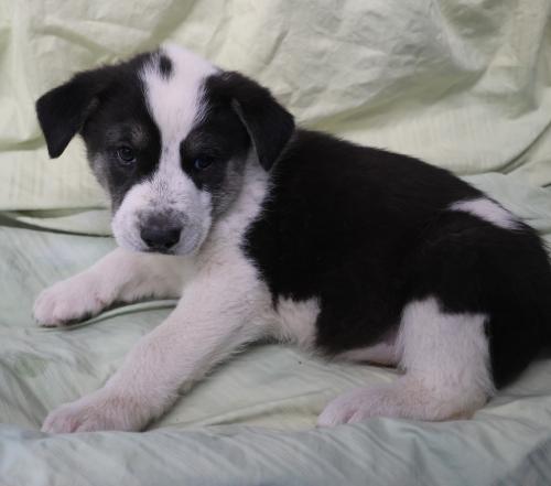 Waffles, an adoptable Shepherd in Thief River Falls, MN