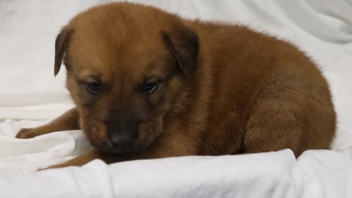 Hawthorn, an adoptable German Shepherd Dog in Thief River Falls, MN