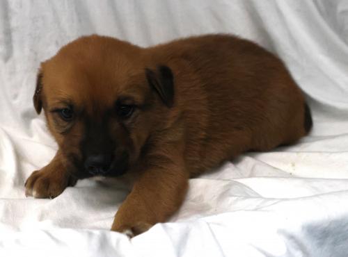 Harrison, an adoptable German Shepherd Dog in Thief River Falls, MN