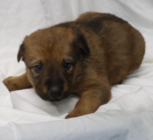 Hazel, an adoptable German Shepherd Dog in Thief River Falls, MN
