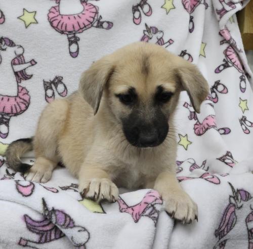Rain, an adoptable Shepherd in Thief River Falls, MN