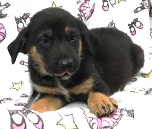 Ridge, an adoptable Shepherd in Thief River Falls, MN