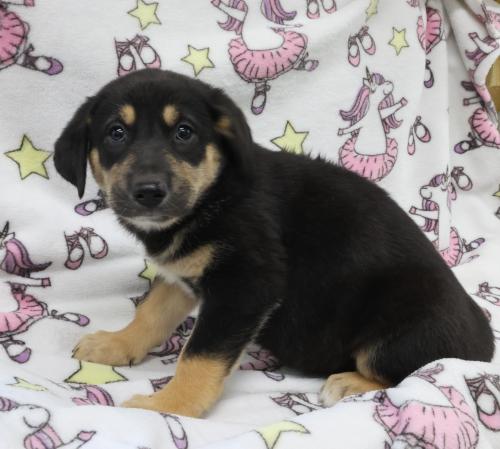 River, an adoptable Shepherd in Thief River Falls, MN