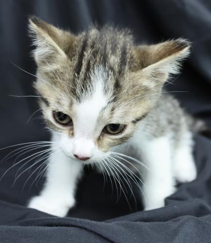 Kiwifruit