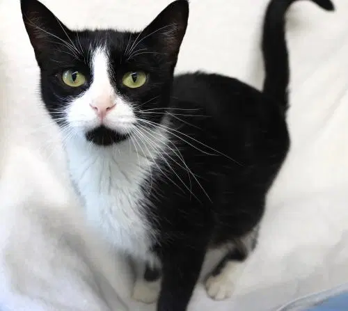 Wanda - Domestic Short Hair