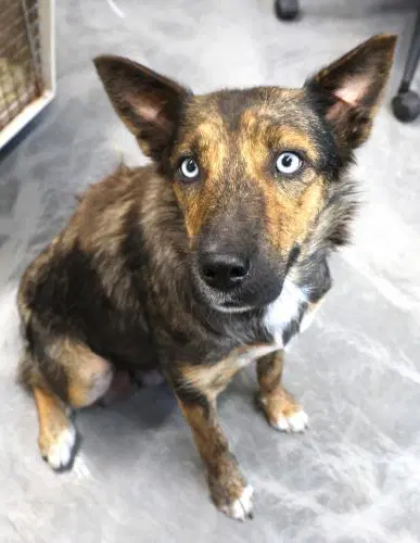 Mimi - Shepherd