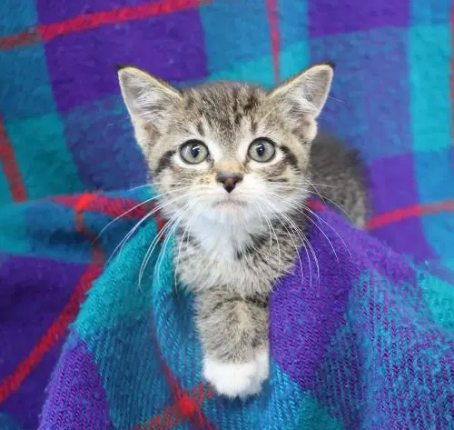 Yvonne - Domestic Short Hair