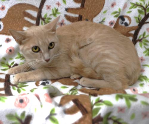 picture of the cat needing adoption