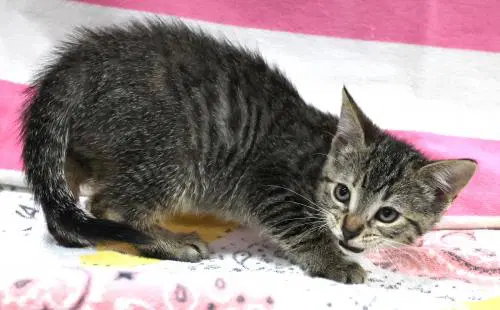 Alice - Domestic Short Hair