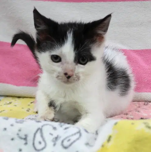 Amber - Domestic Short Hair