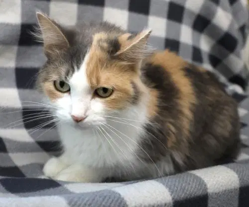 Cucumber - Domestic Medium Hair