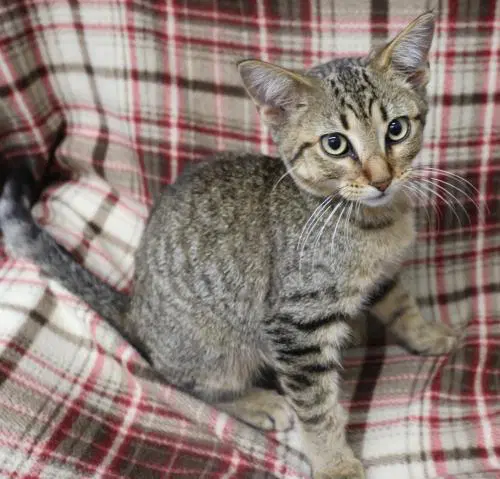 Ginseng - Domestic Short Hair