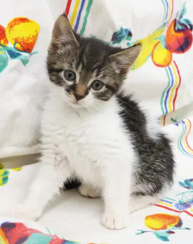 Ted - Domestic Short Hair