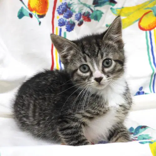 Talia - Domestic Short Hair