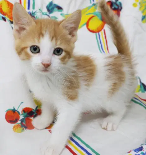Taco - Domestic Short Hair