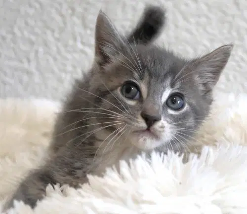Tiny - Domestic Short Hair
