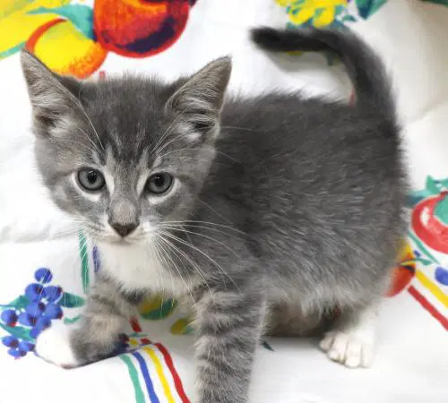 Tiny - Domestic Short Hair