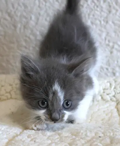 Ellie - Domestic Medium Hair