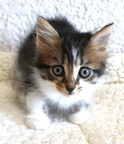 Expo - Domestic Medium Hair