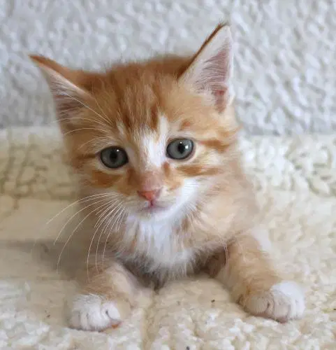 Everest - Domestic Medium Hair
