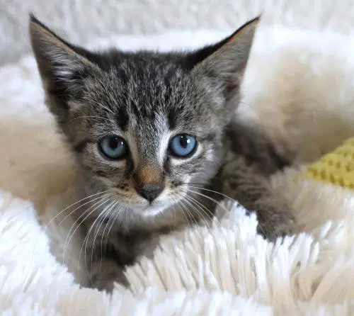 Spark - Domestic Short Hair
