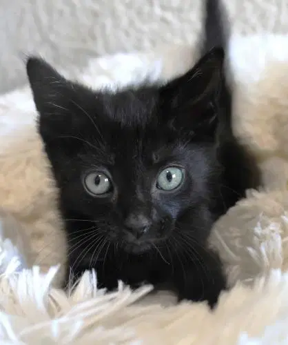 Snap - Domestic Short Hair
