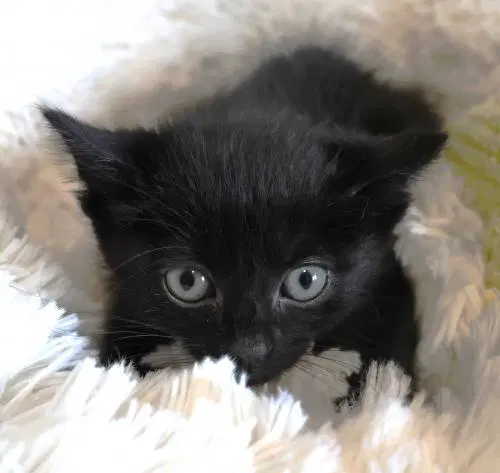Sprout - Domestic Short Hair