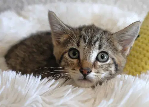 Smore - Domestic Short Hair